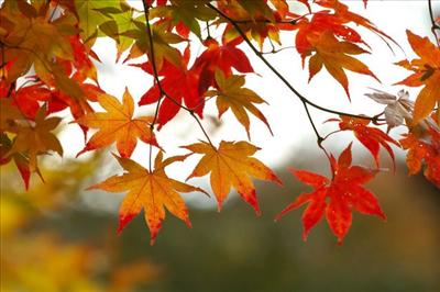 Fall Foliage
