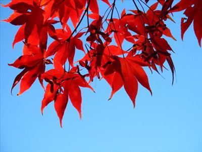 Fall Leaf