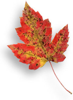 Fall Leaf