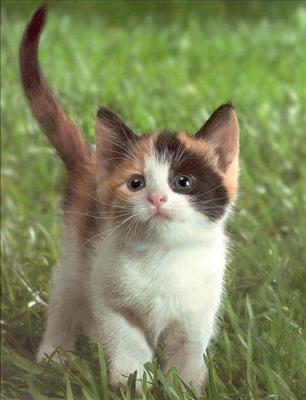 Kitten 2