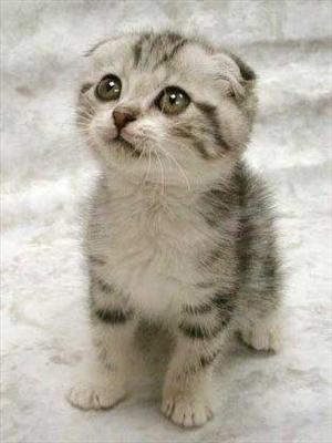 Kitten 3