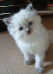 A Kitten!