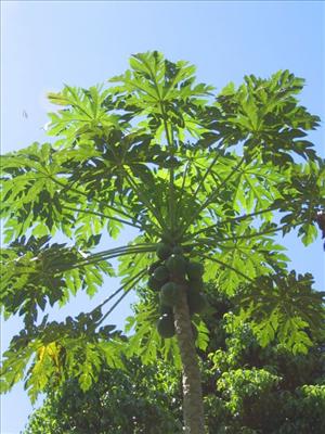 Árbol de Papaya