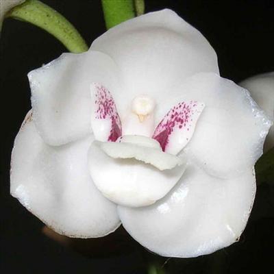 Flor del Espíritu Santo