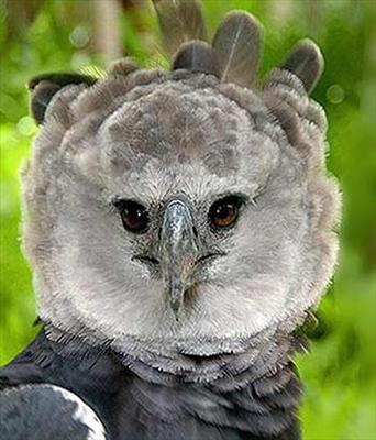Águila Harpía
