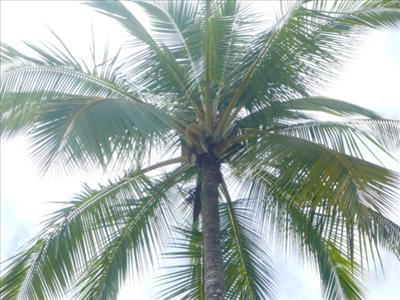 Palmera