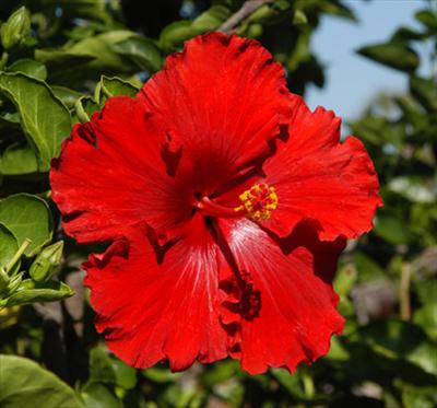 Papo Rojo