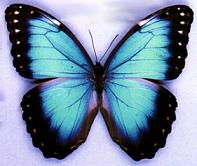 Morfo Azul