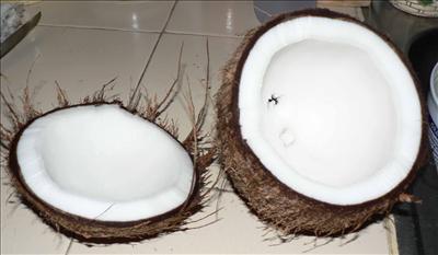 Coco