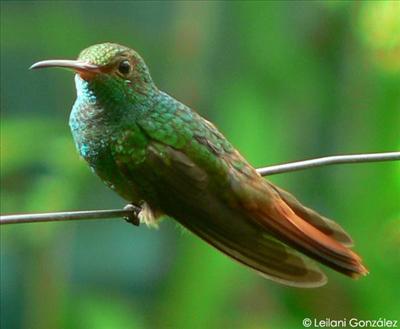 Colibrí 