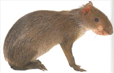 Ñeque