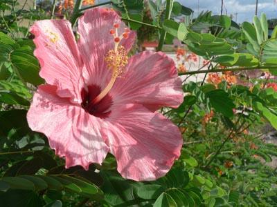 Papo Rosado