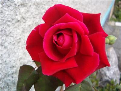 warda
