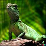 Lizard