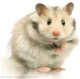 Hamster