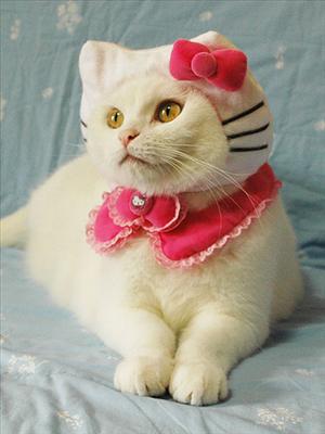 Kitty