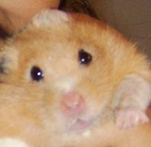 Hamtaro