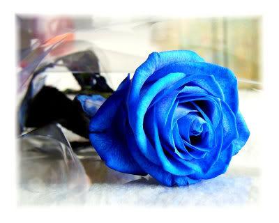 Single Blue Rose