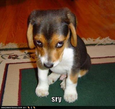A puppy!
