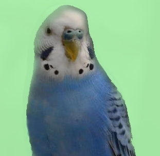parakeet
