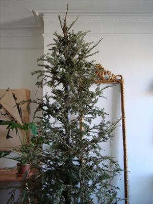 Sad tree
