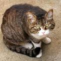 A cat