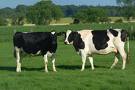 Cows