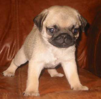 Cute Puppy
