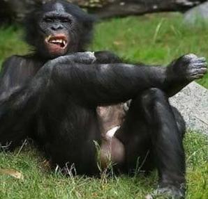 Pair of monkey nuts