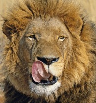 A Hungry Lion