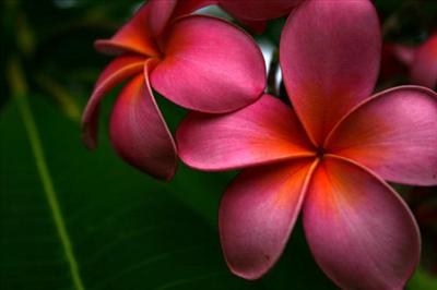Plumeria