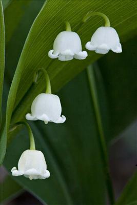 Lily of the Valley