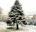 christmas tree 1