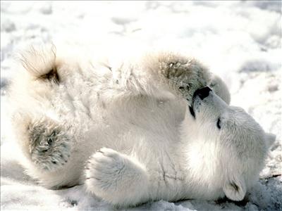 polar bear