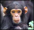 chimpanzee
