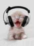 COOL CAT