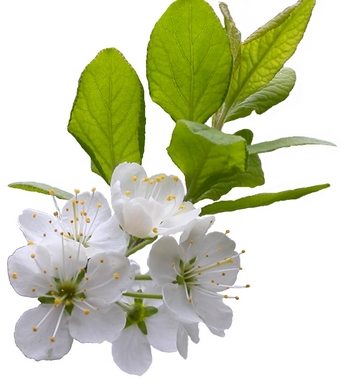 fleurs de cerisier