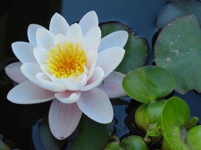 fleurs de lotus