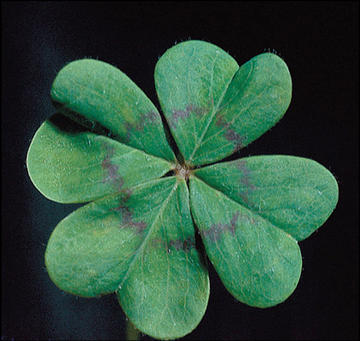 Lucky
