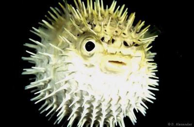Pufferfish