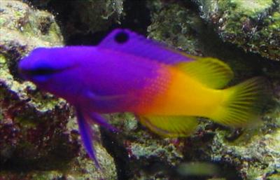 Royal Gramma Basslet