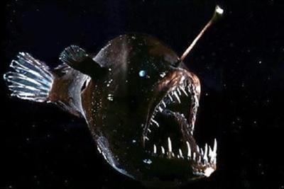 Anglerfish (LIMITED)