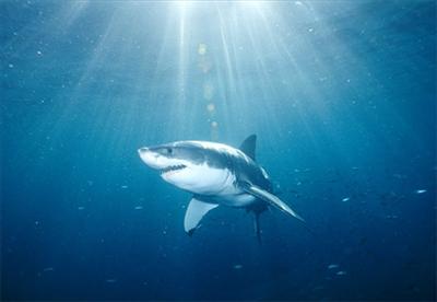 Shark (LIMITED)