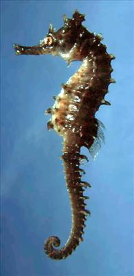 Seahorse