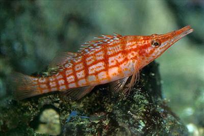 Hawkfish