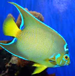 Angelfish