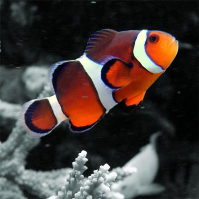 Clownfish