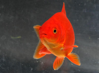 Goldfish