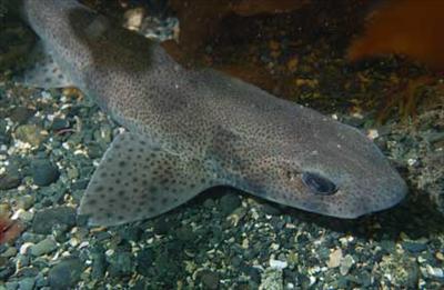 Catshark