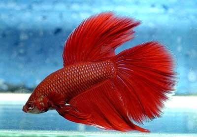Betta Fish